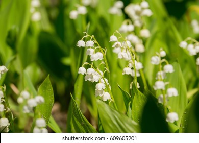 Blooming lily of the valley flowers in spring garden. - Shutterstock ID 609605201