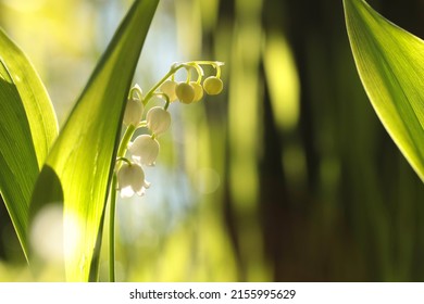 Blooming Lily Of The Valley On A Sunny May Morning.