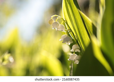 Blooming Lily Of The Valley On A Sunny May Morning.