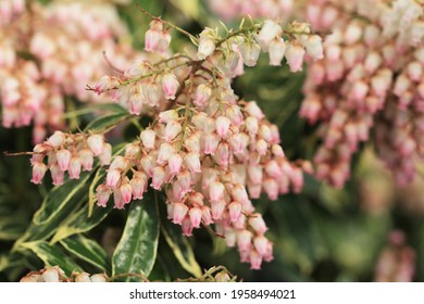 Blooming Lily Of The Valley Shrub In Sunny April