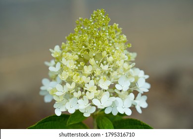 Blooming Limelight Hydrangea Plant. Flowering Plant.