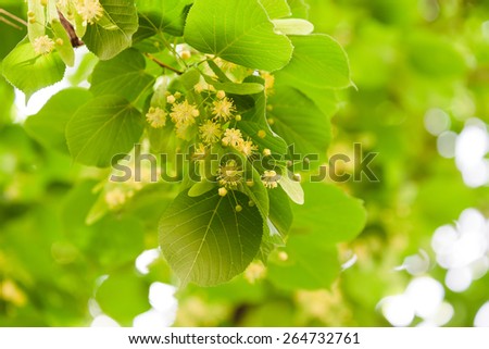 Blooming linden, lime tree in bloom