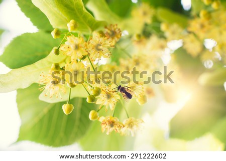 Blooming linden, lime tree in bloom with bees and sunflare