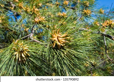 Blooming Loblolly Pine (Pinus Taeda)