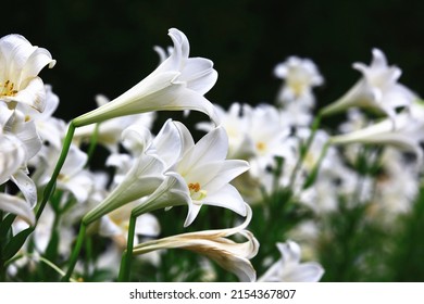 Blooming Longflower Lily(Easter Lily,White Trumpet Lily) Flowers With Black Background,close-up Of White Lily Flowers Blooming In The Garden