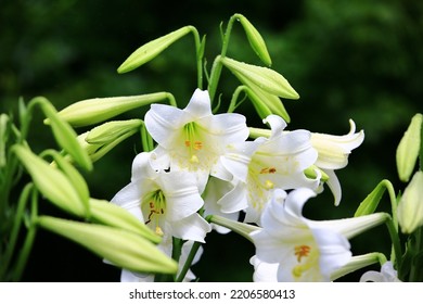 Blooming Longflower Lily(Easter Lily,White Trumpet Lily) Flower With Raindrops,close-up Of White Lily Flower Blooming In The Garden At A Rainy Day