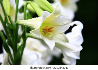 Blooming Longflower Lily,Easter Lily,White Trumpet Lily Flowers With Raindrops,close-up Of White Lily Flowers Blooming In The Garden At A Rainy Day 