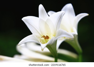 Blooming Longflower Lily,Easter Lily,White Trumpet Lily Flowers,close-up Of Yellow With Orange Lily Flowers Blooming In The Garden  
