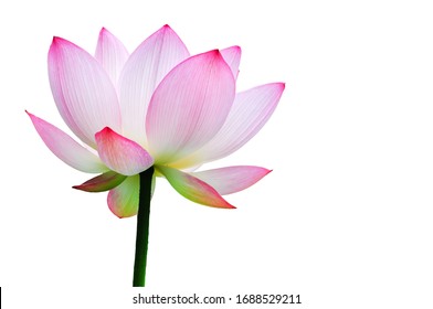 509,801 Blooming lotus flower Images, Stock Photos & Vectors | Shutterstock