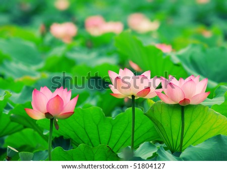 Similar – Image, Stock Photo Giant water lily pads in the pond of botanical garden in Mauritius. Victoria regia