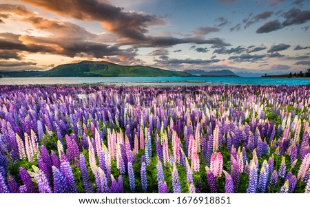 Blooming lupine flowers in Lake Tekapo. Lakeside lupins in blossom. Field of lupins. Colorful lupinus of pink, violet, blue, white, yellow. Beautiful sunset. Lupine in full bloom. Bunch of lupins.