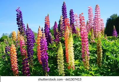 Blooming Lupine flowers - Lupinus polyphyllus - garden or fodder plant 