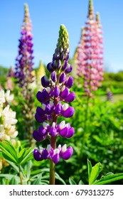 Blooming Lupine flowers - Lupinus polyphyllus - garden or fodder plant 