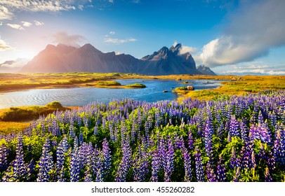 Blooming lupine flowers on the Stokksnes headland on the southeastern Icelandic coast. Iceland, Europe. Artistic style post processed photo.