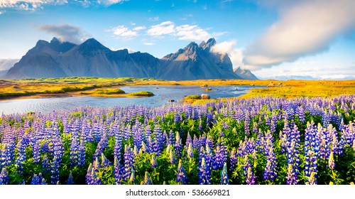 Цветущие цветы люпина на мысе Стоккснес. Красочная летняя панорама юго-восточного исландского побережья с Вестрохорном (гора Бэтмен). Исландия, Европа. Художественный стиль пост обработанной фотографии.