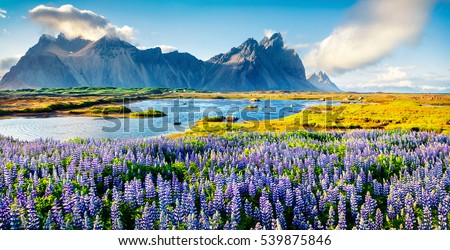 Blooming lupine flowers on the Stokksnes headland. Colorful summer panorama of the southeastern Icelandic coast with Vestrahorn (Batman Mountain). Iceland, Europe. Artistic style post processed 