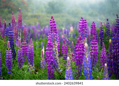 Blooming lupine flowers at Volcan Osorno. Lupine field. Colorful lupinus of pink, violet, blue, white, yellow. cloudy daylight. Lupine in full bloom.