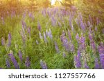 Blooming lupine summer flowers. A field meadow of lupines in sunlight