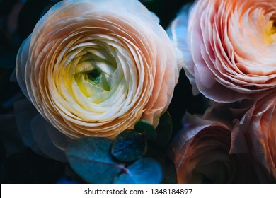 Blooming macro ranunculus. Delicate pink roses closeup with gentle background. Luxury flowering bouquet for wedding invitations, birhtday cards, poster, prints, greetings, valentines, nature calendar