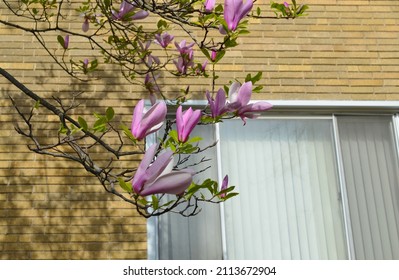 A Blooming Magnolia Home Garden