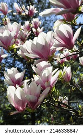 Blooming Magnolia In Poland, Warsaw. Spring 2022