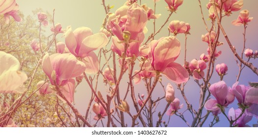 Blooming magnolia in spring in the garden - Shutterstock ID 1403627672