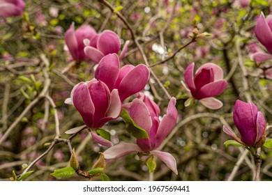 Blooming Magnolia In Spring In Sochi Russian Federation