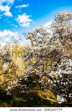 Similar – Foto Bild Eine üppig blühende Magnolie vor den vergitterten Fenstern eines historischen Gebäudes