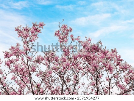 Similar – Foto Bild Eine üppig blühende Magnolie vor den vergitterten Fenstern eines historischen Gebäudes