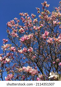 Blooming Magnolia Tree Blue Sky Background