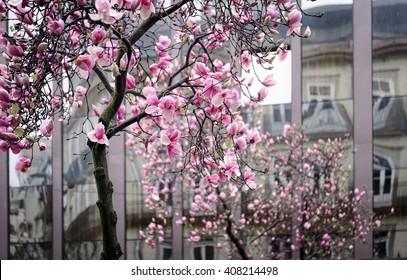 Blooming Magnolia Tree Branches Against The Reflection Windows Of A Office Building