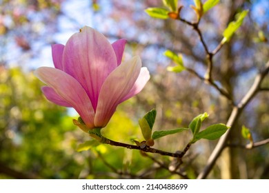 Blooming Magnolia Tree With Large Pink Flowers Warm Weather In April