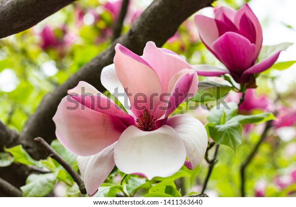 Blooming Magnolia Tree Large Pink Flowers Stock Photo ...