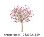 blooming magnolia tree with pink flower and spring branch isolated on white background