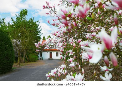 A blooming magnolia tree with pink and white flowers in front of a house. Delicate petals, green leaves, and blue sky. Captures the essence of spring and natures beauty. - Powered by Shutterstock