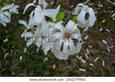 Similar – Foto Bild Eine üppig blühende Magnolie vor den vergitterten Fenstern eines historischen Gebäudes