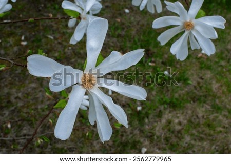 Similar – Foto Bild Eine üppig blühende Magnolie vor den vergitterten Fenstern eines historischen Gebäudes