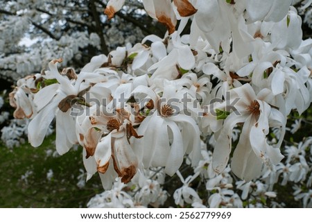 Similar – Foto Bild Eine üppig blühende Magnolie vor den vergitterten Fenstern eines historischen Gebäudes