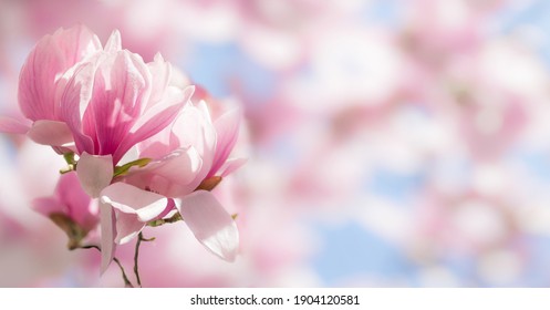 Blooming magnolia tree in spring on pastel bokeh blue sky and pink  background, wide composition, internet springtime banner