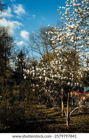 Similar – Foto Bild Eine üppig blühende Magnolie vor den vergitterten Fenstern eines historischen Gebäudes