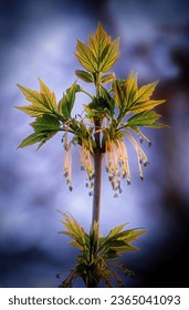 A blooming maple blossomed its earrings. - Shutterstock ID 2365041093
