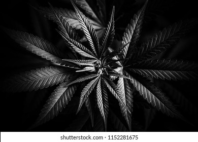 Blooming Marijuana plant with early white Flowers, cannabis sativa leaves, marihuana