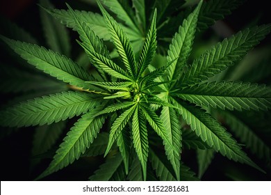 Blooming Marijuana plant with early white Flowers, cannabis sativa leaves, marihuana