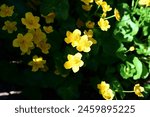 Blooming marsh-marigold (Caltha palustris) Kingcup - a widespread flower of marshes, ponds, damp meadows and wet woodland. Caltha palustris -marsh plant with yellow petals.Spring blooms brightly.