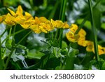 Blooming marsh-marigold Caltha palustris a widespread flower of marshes, ponds, damp meadows and wet woodland.