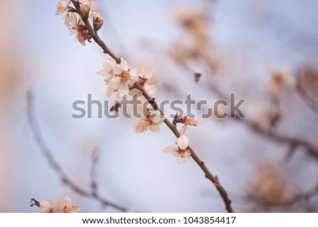 Blooming mass of pink almond flowers