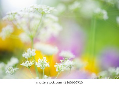 Blooming meadow flowers in summer. Selective focus and shallow depth of field. - Shutterstock ID 2165666915