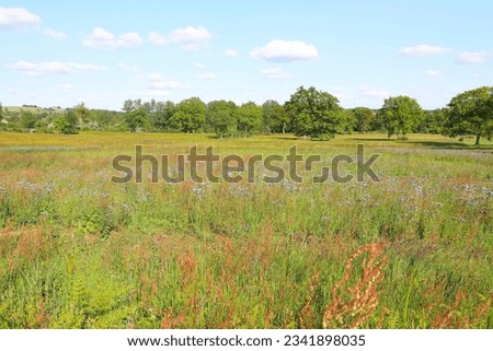 Blooming meadow near Lonlay-l'Abbaye in Orne, Normandy, France