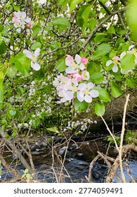 Blooming in the midst of spring