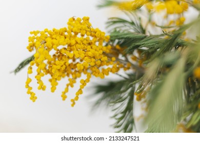 Blooming mimosa as a herald of spring, peacetime, a symbol of the sun, a symbol of rebirth. In the language of flowers, mimosa is a symbol of permanence and constancy. Narrow focus, close-up.